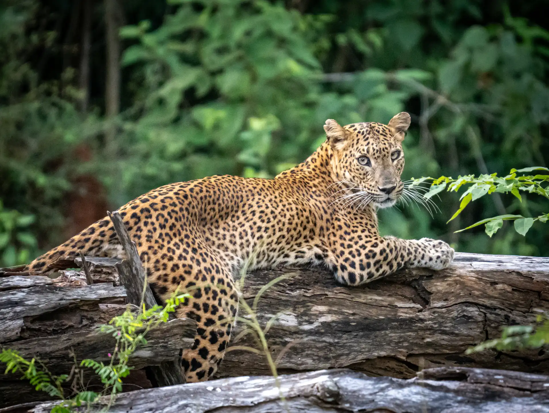 Sri Lankan leopard resting on a fallen log, Yala National Park